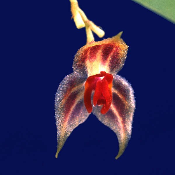 Lepanthes cribbii